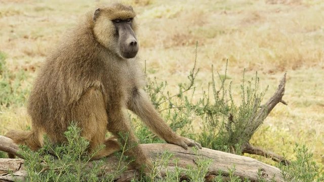 a male yellow baboon sits on a log at amboseli national park, kenya