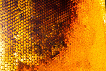 Close up studio shot of organic honey in a honey-comb.