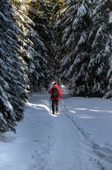 The man goes away into the woods; Winter hike through the fir forest