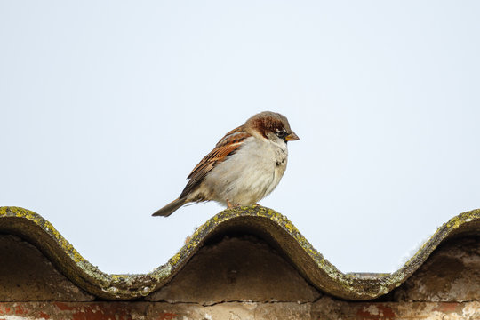 Passer domesticus. Macho de Gorri&oacute;n Com&uacute;n.
