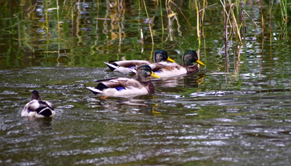 Vier Männchen allein