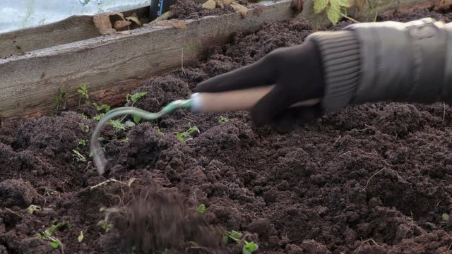 Woman prepare the soil
