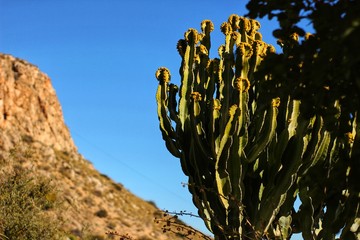 Vegetation in cliffs of the Alicante coast