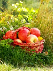 Red apples in a red basket in the grass on a sunny meadow