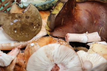 Basket full of various fresh wild edible mushrooms in a grass.