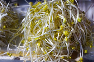 Sprossen auf einem Markt in Hongkong 