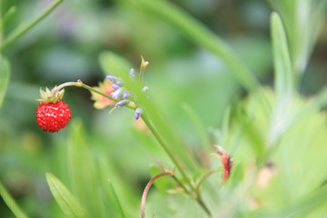 Wild strawberry in forest