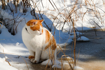 rotweisse Katzeim Schnee am gefrorenem Teich