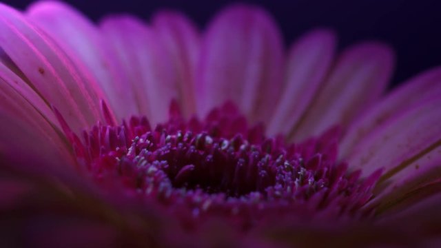 ZEitraffermit UV Licht beleuchtete Blume die sich &ouml;ffnet
