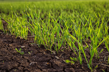 young grass of corn