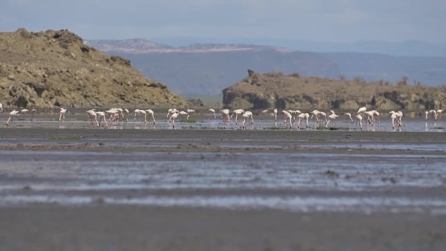 Pan of breeding flamingos at Lake Natron