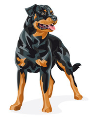 Rottweiler - Color vector illustration of a purebred dog standing - obrazy, fototapety, plakaty