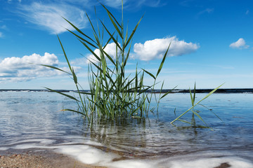 Reed at Baltic sea coast.