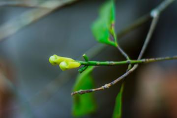 Fresh cloves growing