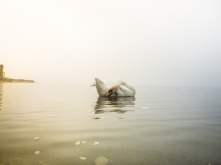 Fototapeta na wymiar swan in the lake, Lake Maggiore, Ispra, Varese, Lombardy, Italy