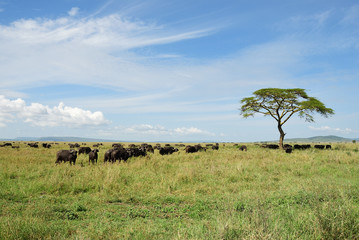 Naklejka na ściany i meble Buffalos in Serengeti, Tanzania, Africa