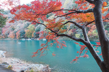 Red autumn tree at Katsura river Arashiyama, Japan.