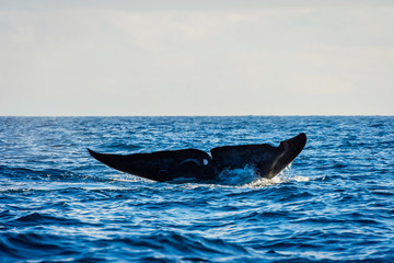 Fototapeta premium Blue whale tail
