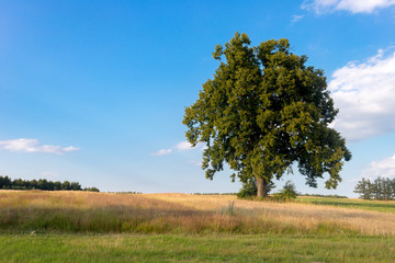 Lonely tree on the field in summer day