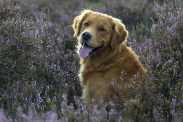 Golden Retriever sitting in purple heather, looking backwards. Tongue out and smiling.