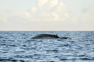 Blue whales in the ocean