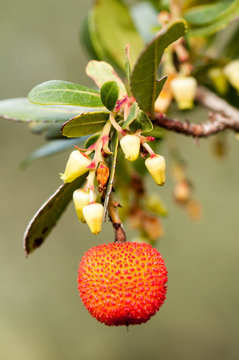 Ramo di corbezzolo con frutto e fiori