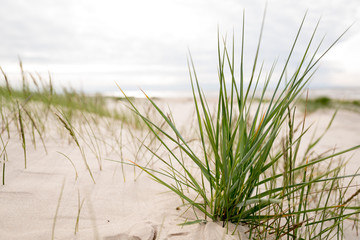 Grass in the dunes