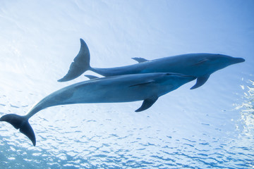 Obraz premium イルカ兄弟