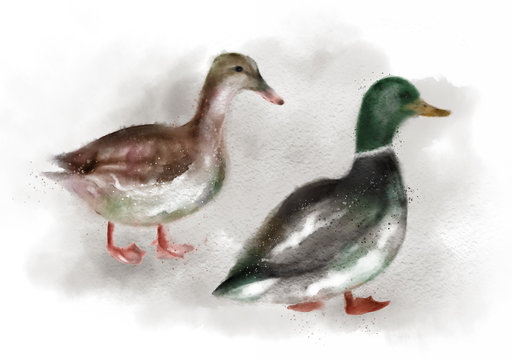 couple of ducks, watercolor effect