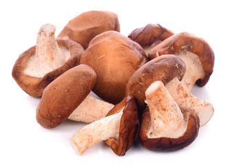 Shiitake mushroom on the White background