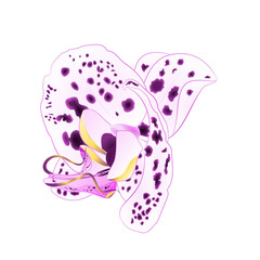 Orchid  with dots closeup  Phalaenopsis closeup Purple and white  beautiful flower  isolated vintage  vector illustration editable  hand draw