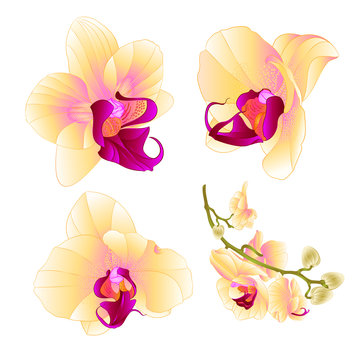 Yellow Orchid Phalaenopsis beautiful flower closeup set three vintage on a white background vector illustration editable  hand draw