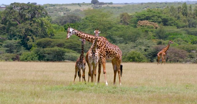 Masai Giraffes Walking & Waiting; Maasai Mara Day 4; Maasai Mara, Kenya, Africa