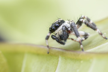 Super macro Carrhotus Sannio or Jumping spider on green leaf