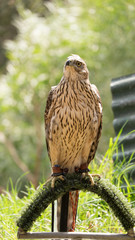 Bird of Prey ready for action