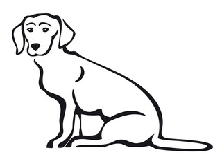 Dachshund - Vector line art of a purebred dog sitting isolated