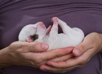 Newborn puppy of the Jack breed Russell Terrier