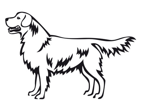 Golden Retriever - Vector line art of a purebred dog standing isolated