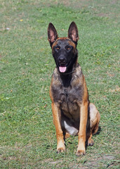 Portrait of the young  Belgian Malinois sheepdog