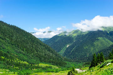 Beautiful Foggy Mountains view to Highland and Trees Pine Forest