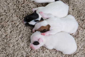 newborn puppies breed jack russel terrier sleeping