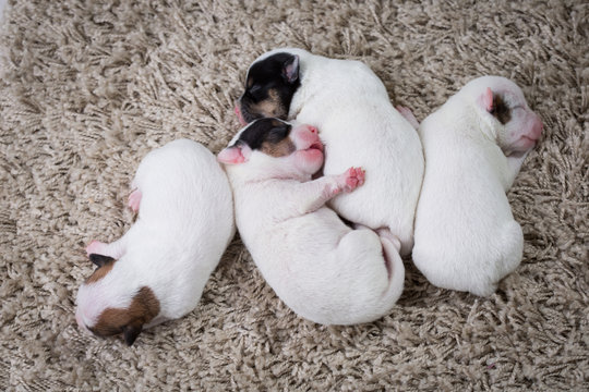 newborn puppies breed jack russel terrier sleeping