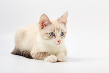 young beautiful kitten isolated on white background.