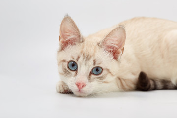 young beautiful kitten isolated on white background.