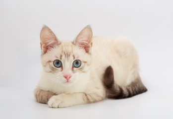 Fototapeta na wymiar young beautiful kitten isolated on white background.