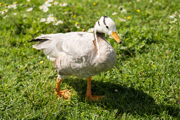 Duck in the meadow