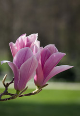 Beautiful Pink Magnolia Blossom in Full Bloom