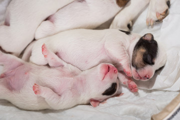 newborn puppies breed jack russel terrier sleeping