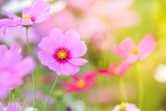 Pink cosmos flower in cosmos field.