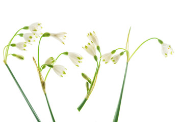 snowdrop flowers on the white
